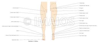 Anatomy Of Lower Extremity