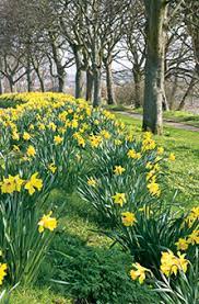 It's very likely that your daffodils won't bloom at all if you cut early, so keep this in mind when the time comes. Yard And Garden Caring For Daffodils News