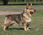 Corman Shepherd : Corgi & German Shepherd Mix
