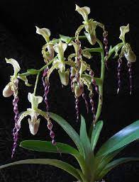 Pin On Orchidee
