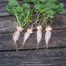 Image result for Oxalis debilis