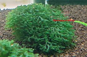 Image result for Loxogramme