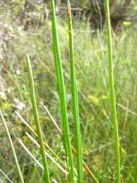 Image result for Eleocharis acutangula