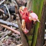 Image result for Aframomum angustifolium