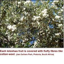 Image result for Tarchonanthus camphoratus