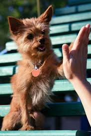 Some of the questions are based upon the information in the previous sections and some we think every dog lover should know the answer to. Ultimate Dog Trivia Questions And Answers 2021 Quiz
