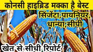 In india, maize is the third most important food crops after rice and wheat. à¤¬ à¤¸ à¤Ÿ à¤¹ à¤‡à¤¬ à¤° à¤¡ à¤®à¤• à¤• à¤• à¤¸ à¤® Pioneer 3401 Makka Nk 30 Makka 8255 Makka Cp 808 Syngenta Youtube
