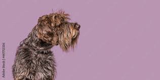 Image result for griffon korthalsův