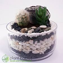 This Plant Baby Has Rocks From The St Lawrence River Quebec And Nauset Beach Massachusetts The Little White Cactus Is Calle In 2020 Plants Terrarium Little White