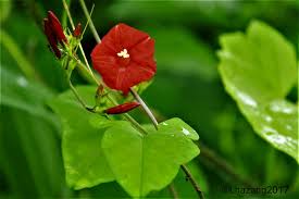 Image result for Ipomoea hederifolia