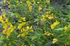 Image result for Chamaecrista