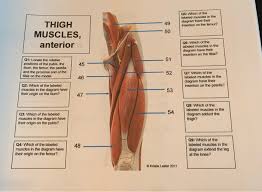 Get a handful labeled leg muscle diagrams to assist your study about human's leg muscle anatomy. Solved Q5 Which Of The Labeled Muscles In The Diagram Ha Chegg Com