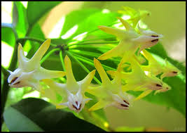 The hoya plant is a tropical plant native to asia. Hoya Multiflora Blume Hoya Shooting Stars Hoyas