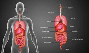 We did not find results for: Berapa Sebenarnya Jumlah Organ Di Tubuh Manusia Teknologi Bisnis Com