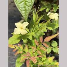 Image result for Jasminum
