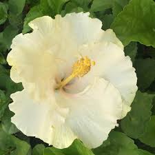 Tropical hibiscus plants produce showy blooms that add festive color to your garden. Hibiscus Great White
