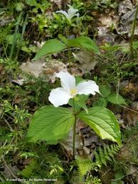 If you could give a plant personality then trillium chloropetalum would be sophisticated. Woodland Janet Davis Explores Colour