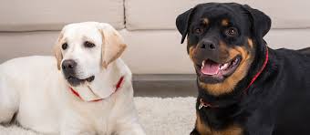 The german sheprador is a german shepherd/labrador retriever hybrid dog. Rottweiler Lab Mix Aka Labrottie Breed Facts Temperament