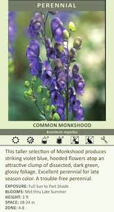 Aconitum Napellus 25 Br Plants Plants Monkshood Perennials