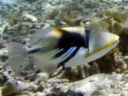 Organisms In Samoa Aquatic Marine Fishes Tetoraodontiformes