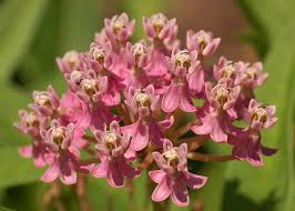 Image result for Asclepias grandirandii