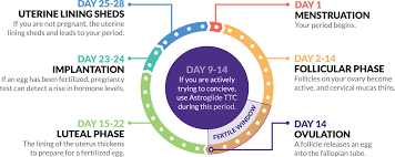 Ovulation Chart 28 Day Cycle Bedowntowndaytona Com