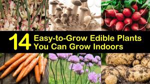Check spelling or type a new query. 14 Easy To Grow Edible Plants You Can Grow Indoors