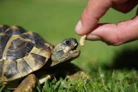 The reeves turtle requires the same care as the. Small Pet Snakes That Stay Small News At Pets Vote Fudge Jp