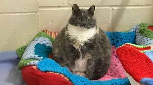 Branding it fat cat wednesday, it says that is the time executives will pass the average uk salary of £28,200. Fairytale Ending For Fat Cat Mitzi Returned Four Times Bbc News