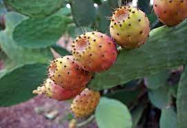 Prickly pears are delicious on the inside but vicious on the outside. Can Parrots Eat Prickly Pear Parrot Website