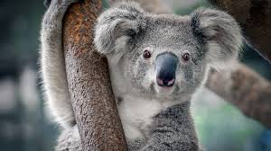 Koala Acrylic Painting Live Tutorial Youtube In 2020 Koala Bear Koala Koalas