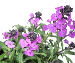 Maybe you would like to learn more about one of these? Goldlack Bowles Mauve Erysimum Cheiri Bowles Mauve Gunstig Online Kaufen