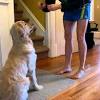A purebred golden retriever puppy from a reputable breeder in the usa may cost you between $1,500 and $2,500. 1