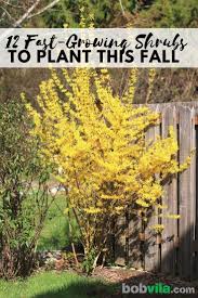 12 Fast Growing Shrubs To Plant This Fall In 2020 Growing Shrubs Fast Growing Shrubs Plants