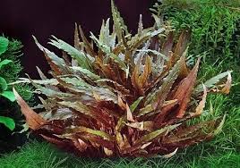 More details | add to compare; Cryptocoryne Wendtii Weinberg Koszyk 9584013602 Allegro Pl