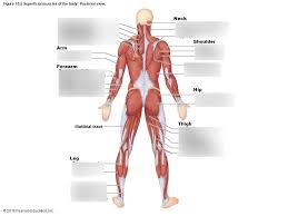 This is an online quiz called muscles of the anterior surface of the body. Muscles Of The Body Labeled Posterior View