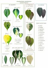 Pin By Kiana Rhem On Plant Help In 2020 Plants Philodendron Plant Indoor Shade Plants