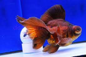 What's the name of the red butterfly telescope? Purple Butterfly Telescope Dandyorandas Com