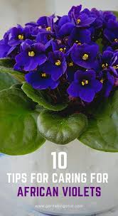 10 Tips For Caring For African Violets African Violets Plants Violet Plant African Violets