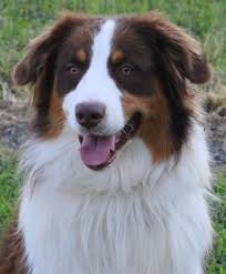 The search tool above returns a list of breeders located. Akc Australian Shepherd Breeders In North Carolina Ramblin Ridge Aussies