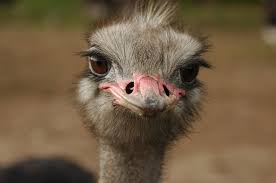Where do you get emus? Unconventional Profit Raising Ostriches By Jared Willis Medium