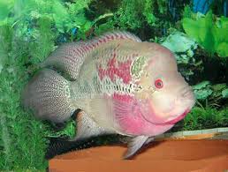 flowerhorn cichlid hua luo han cichlid fish guide