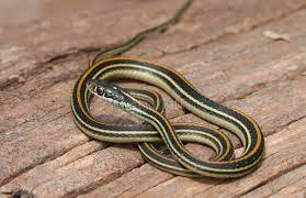 Common Garter Snake The Common Garter Snake Thamnophis Sirtalis Is An Indigen Affiliate Thamnophis Snake Snake Illustration Indigenous North Americans