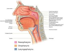 Les médicaments utilisés dans la chimiothérapie altèrent les cellules qui se divisent rapidement comme les cellules cancéreuses. Traitement Des Cancers Du Nasopharynx La Radiotherapie Wikimemoires