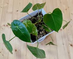 観葉植物アンスリウムの葉先が茶色に変色した原因を考察 傷んだ葉の処理の仕方も紹介 月にサボテン
