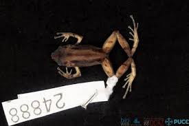 Image result for Pristimantis gladiator