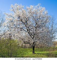 Twigs with apricot tree flowers in glass vase on white wooden table with copy space. Flowering Apricot Tree Canstock