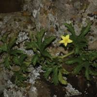 Image result for Priva curtisiae