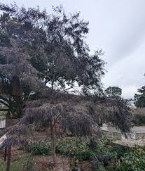 Image result for Agonis flexuosa