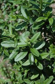 Image result for ligustrum ovalifolium